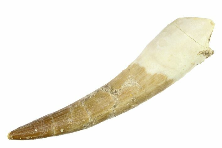Bargain, Fossil Plesiosaur (Zarafasaura) Tooth - Morocco #297892